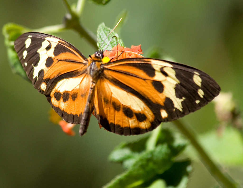 Steve's Photographic/ Flicker It's common to spot gorgeous butterflies.